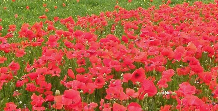 promozione primavera 2018 in agriturismo